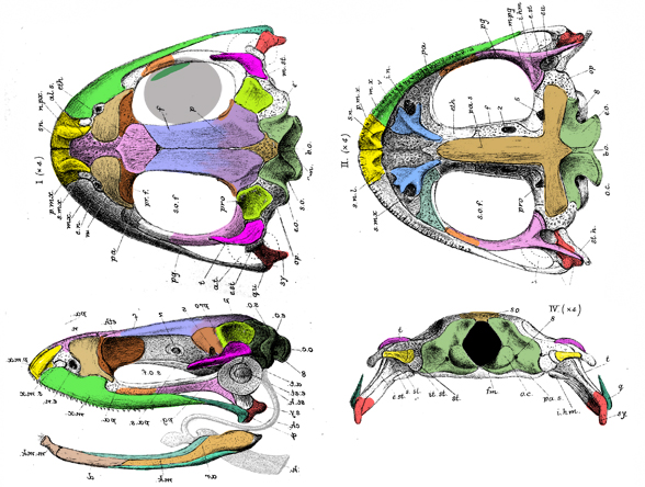 Rana skull