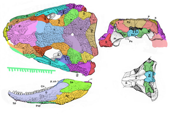 Seymouria skull