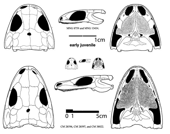 Seymouria juvenile