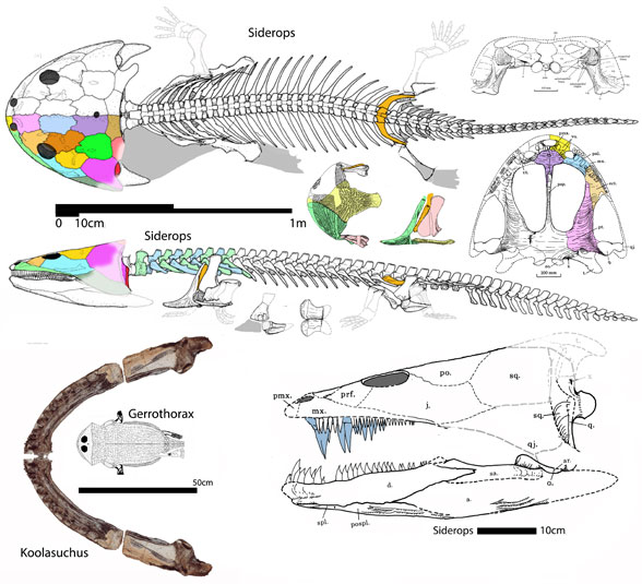 Siderops and Koolasuchus