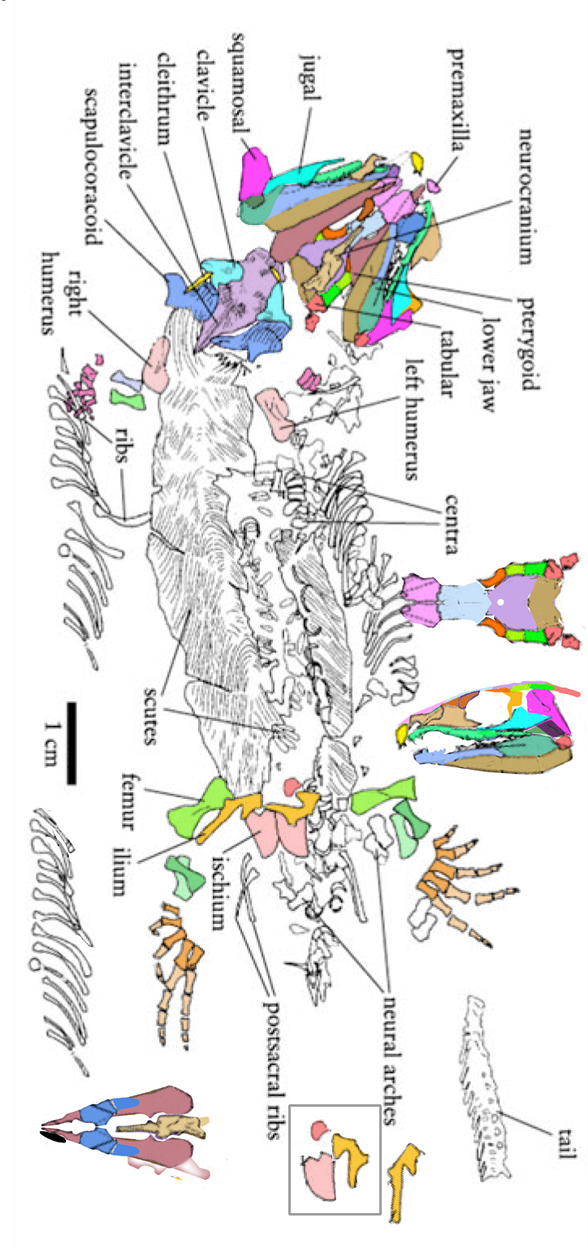 Silvanerpeton in situ