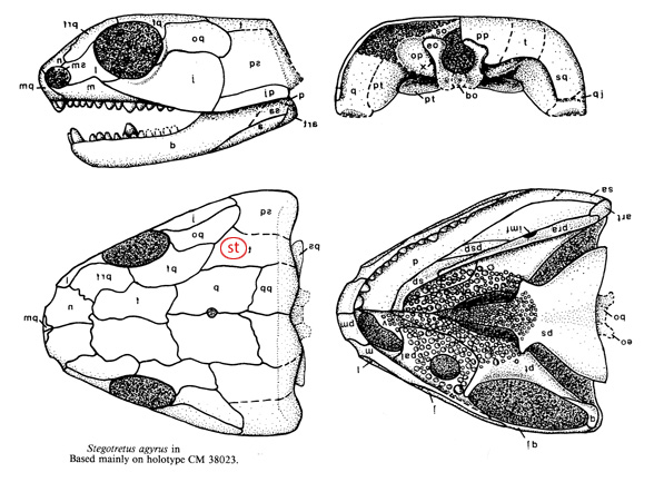 Stegotretus