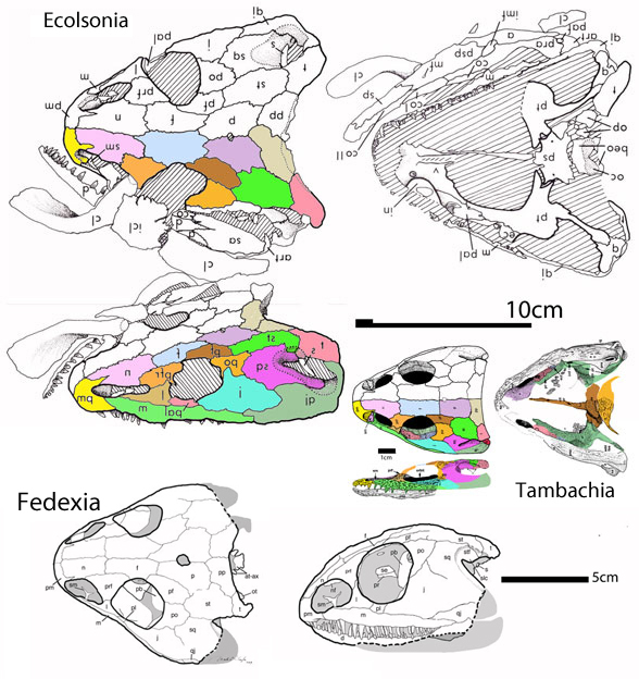 Tambachia and Escolonia