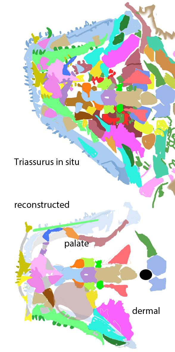 Triassurus skull recon