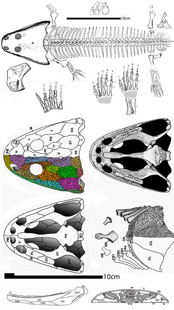 Trimerorhachis