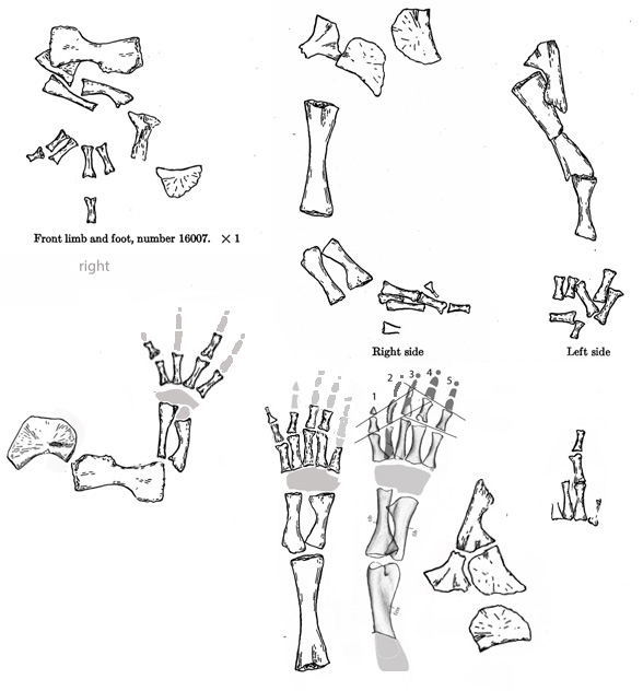 Trimerorhachis manus and pes