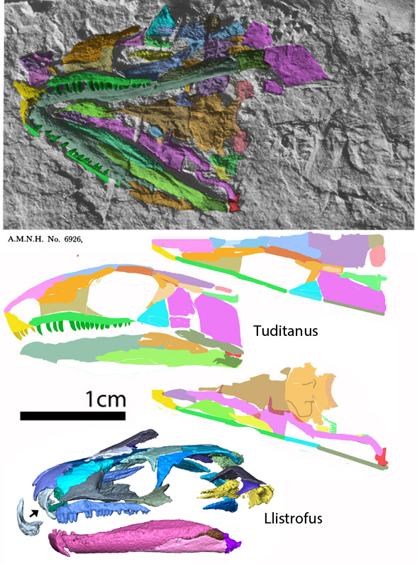 Tuditanus in situ and reconstruction