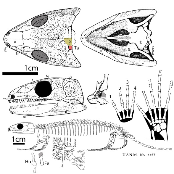 Tuditanus