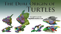 dual origins of turtles click here