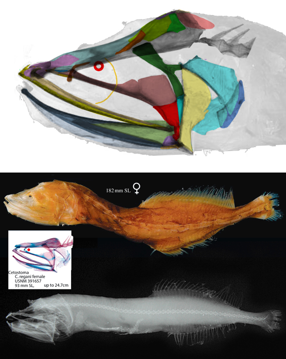 Cetostoma and Channa