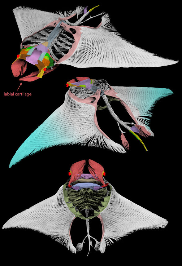 three manta skeletons