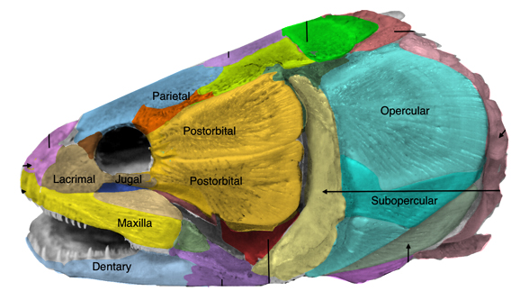 bowfin adult skull