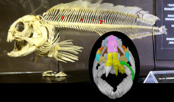 Anarhichas skeleton