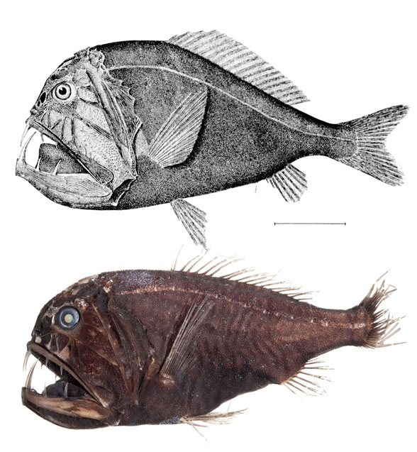 Anoplogaster in vivo