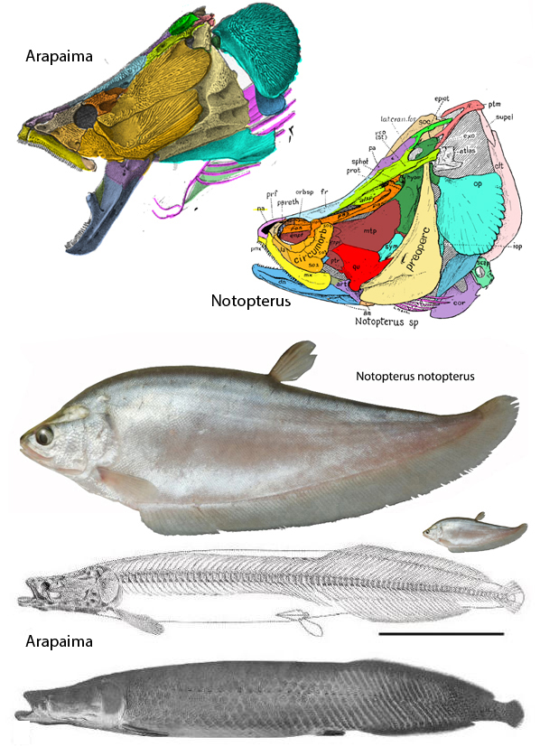 Arapaima and Notopterus