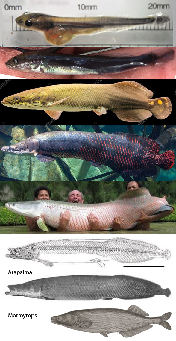 Arapaima 