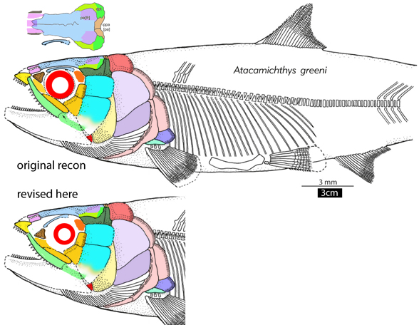 Atacamichthys