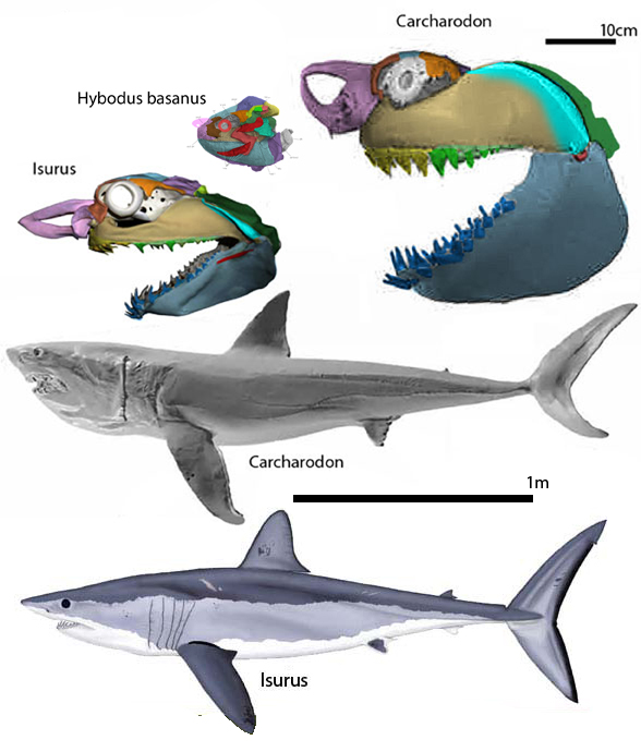 Carcharodon and Hybodus