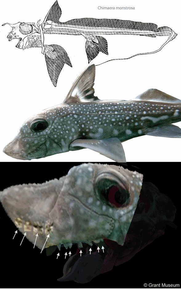 Chimaera and Hydrolagus