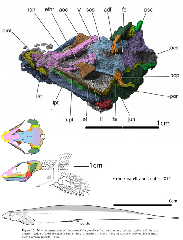 Chondrenchelys skull and reconstruction