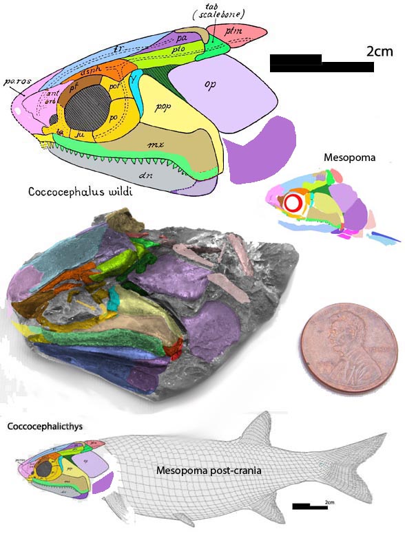 Coccocephalichthys