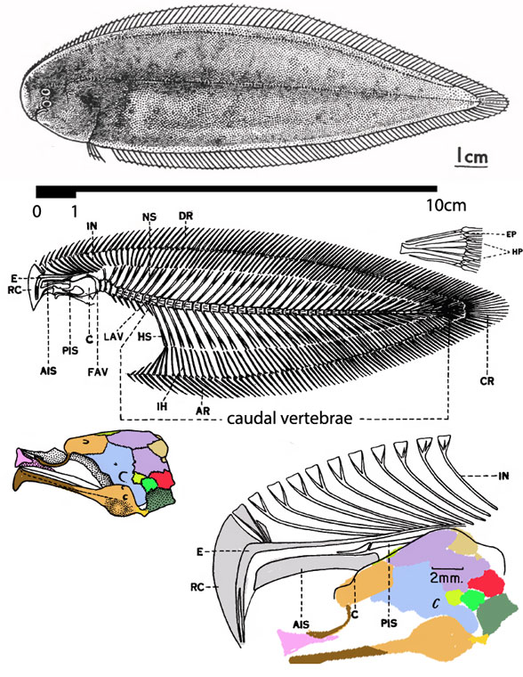 Cynoglossus