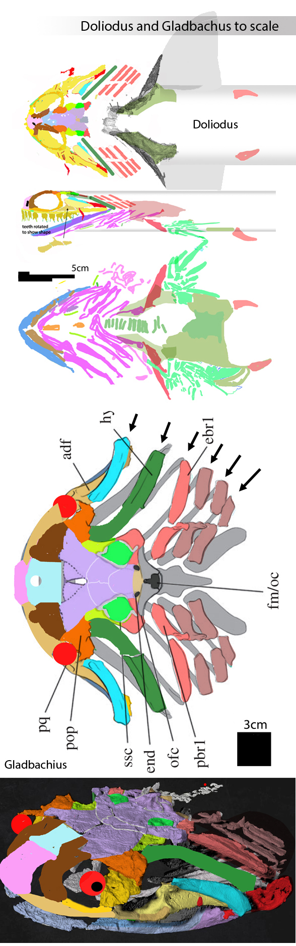 Doliodus and Gladbachus