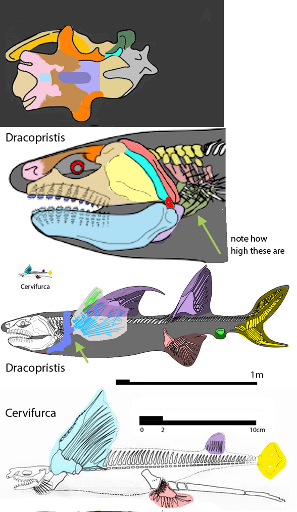 Dracopristis