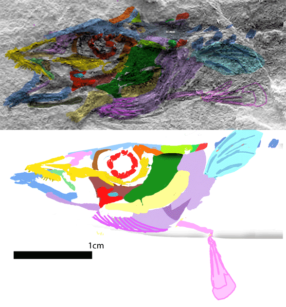 Dector vestenae skull