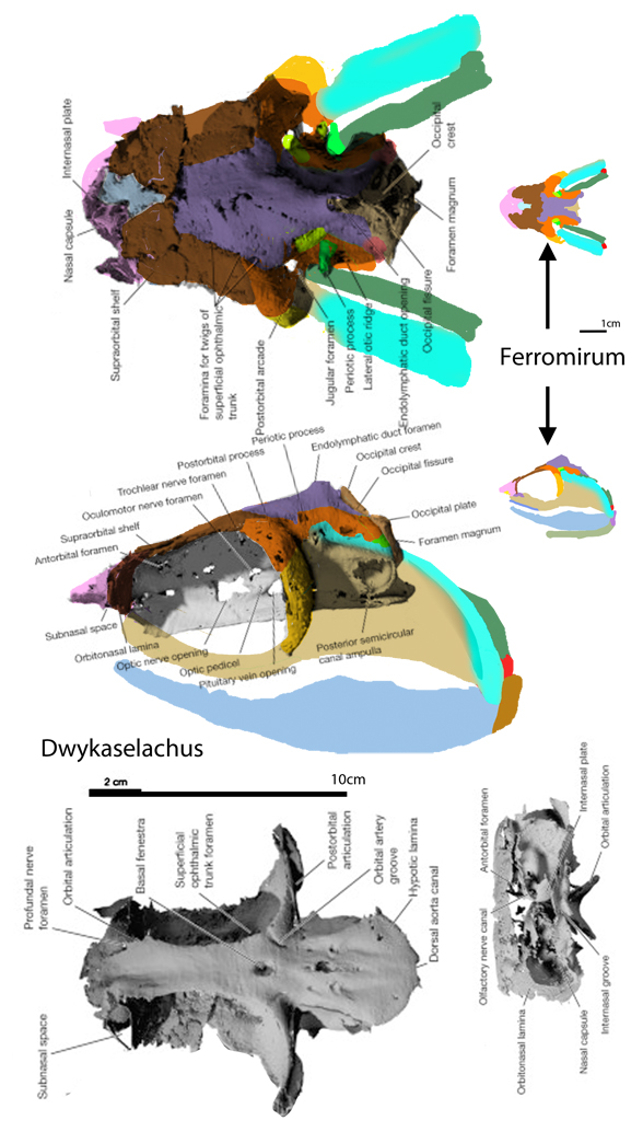 Dwykaselachus