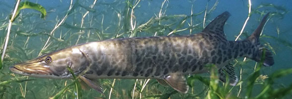 Esox in vivo