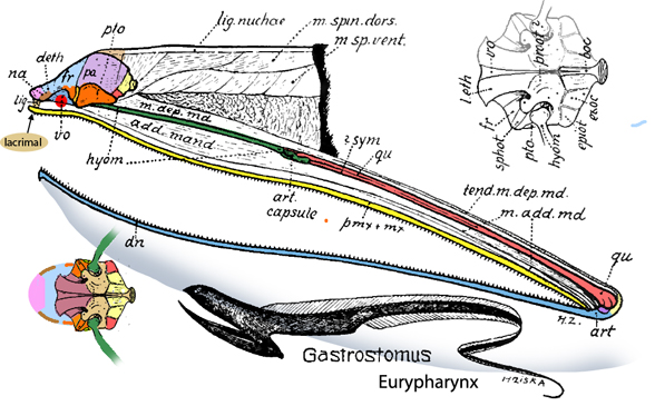 Eurypharynx