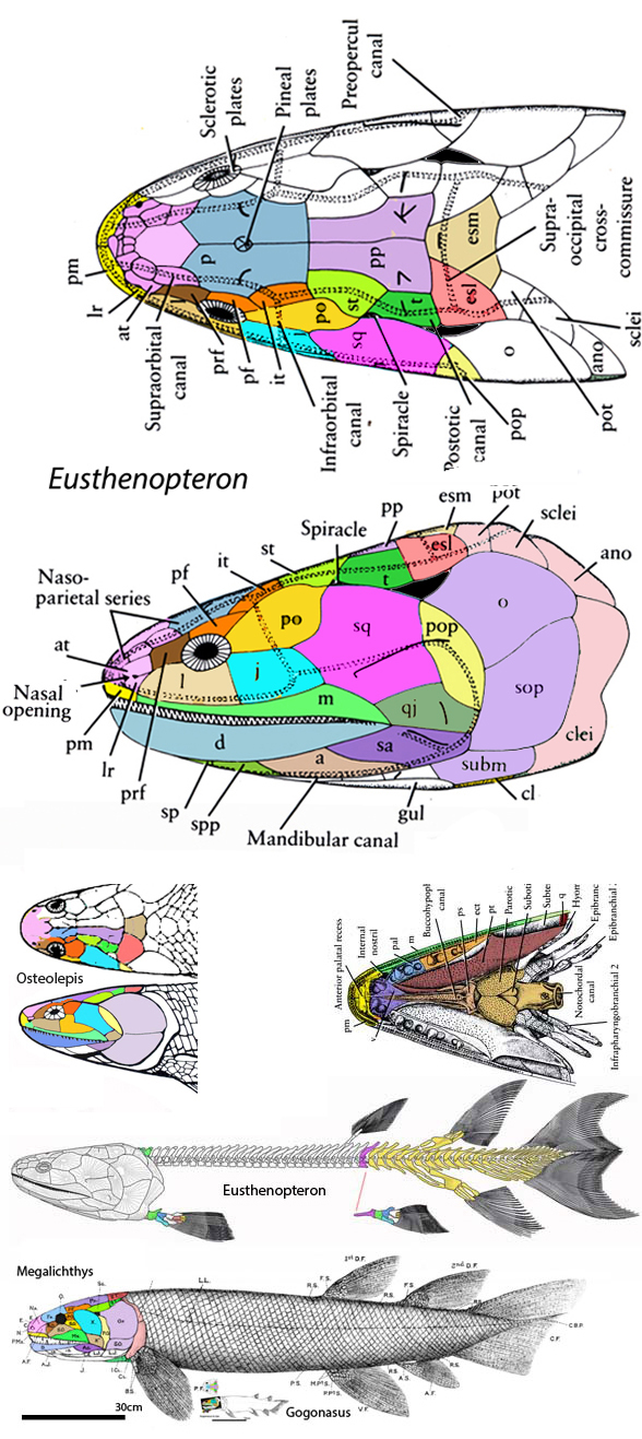 Eusthenopteron and Osteolepis