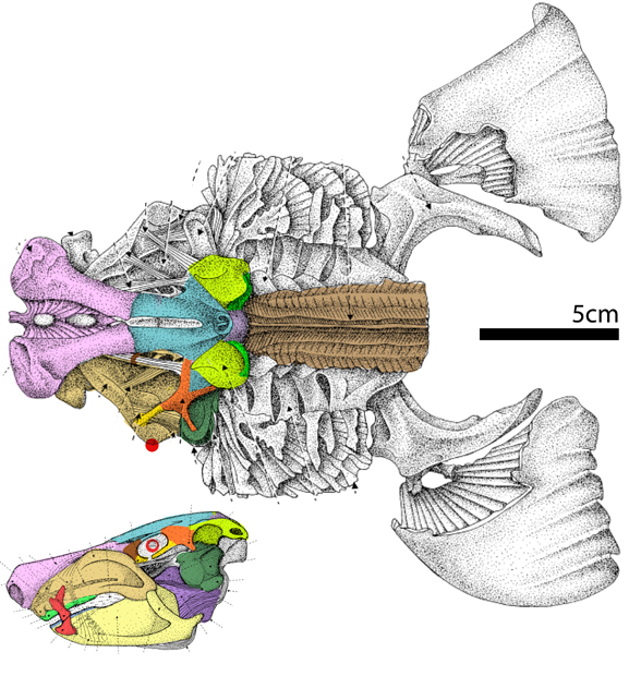 Ginglymostoma skull