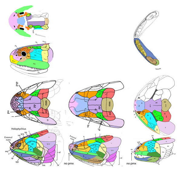 Holoptychius Miguashaia Laccognathus