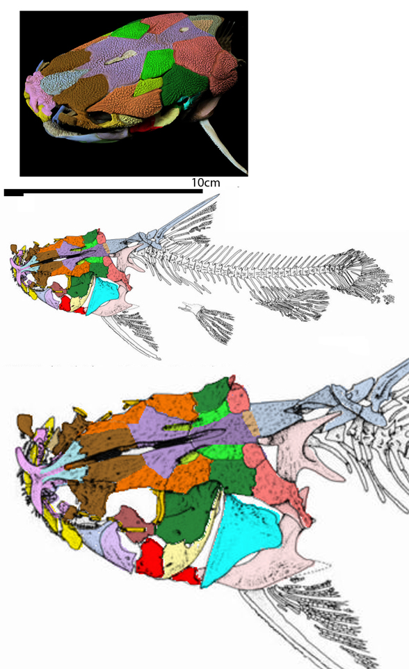 Hypsidoris compared