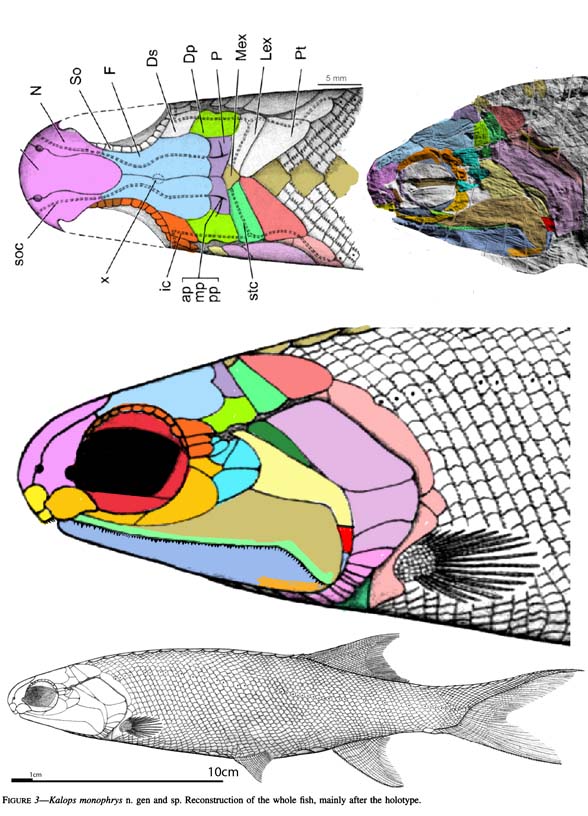 Kalops skull diagram