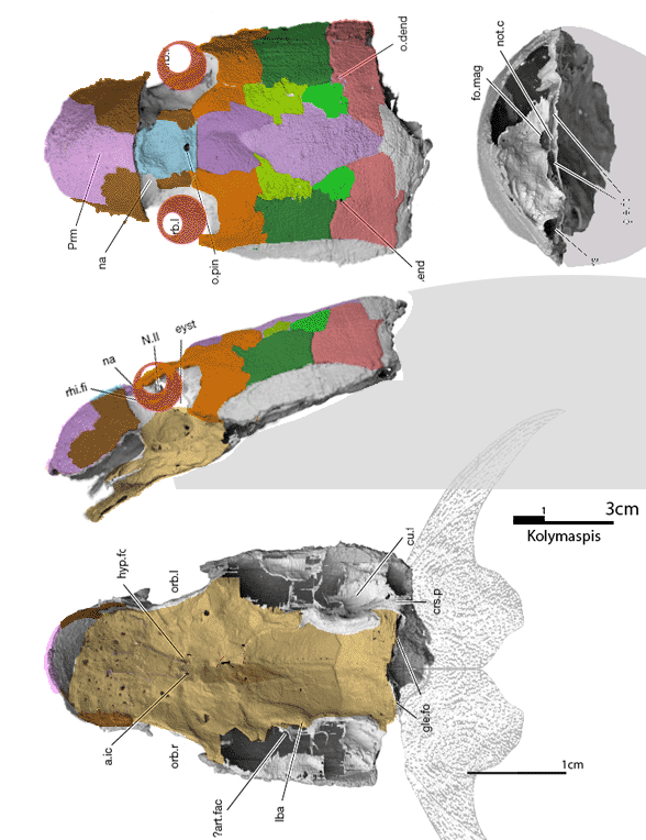 Kolymaspis