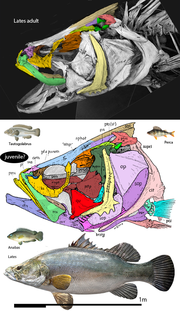 Lates niloticus skull