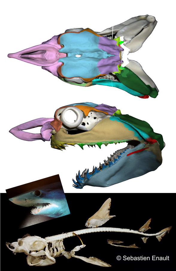 Isurus skull and skeleton