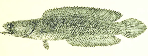 Ophiocephalus engraving