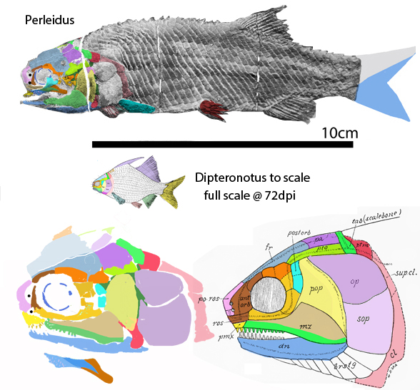 Perleidus and Dipteronotus