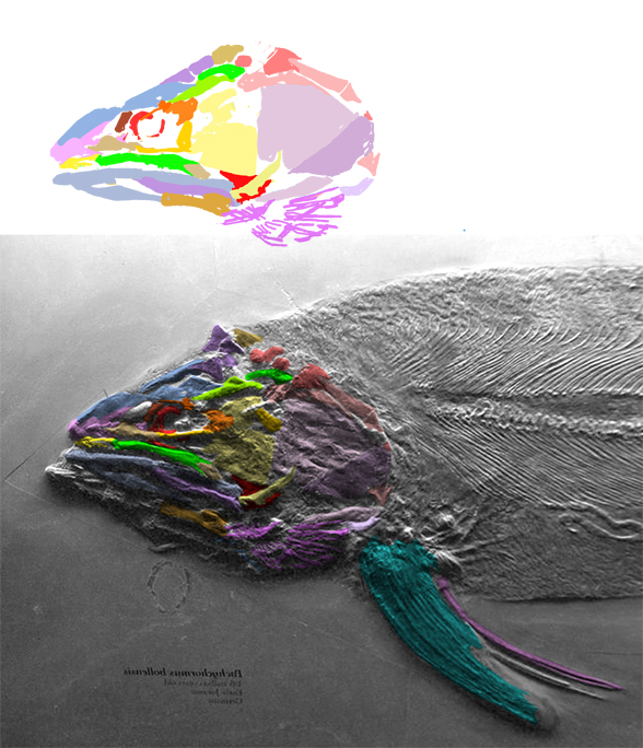 Pachycormus skull