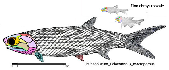 Palaeoniscum