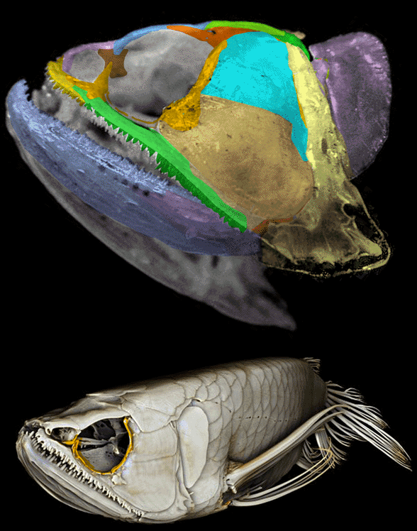 Pantodon skull