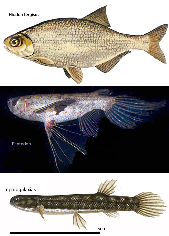 Pantodon in vivo