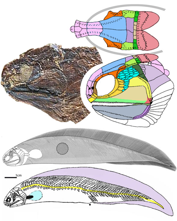 Paratarrasius diagram