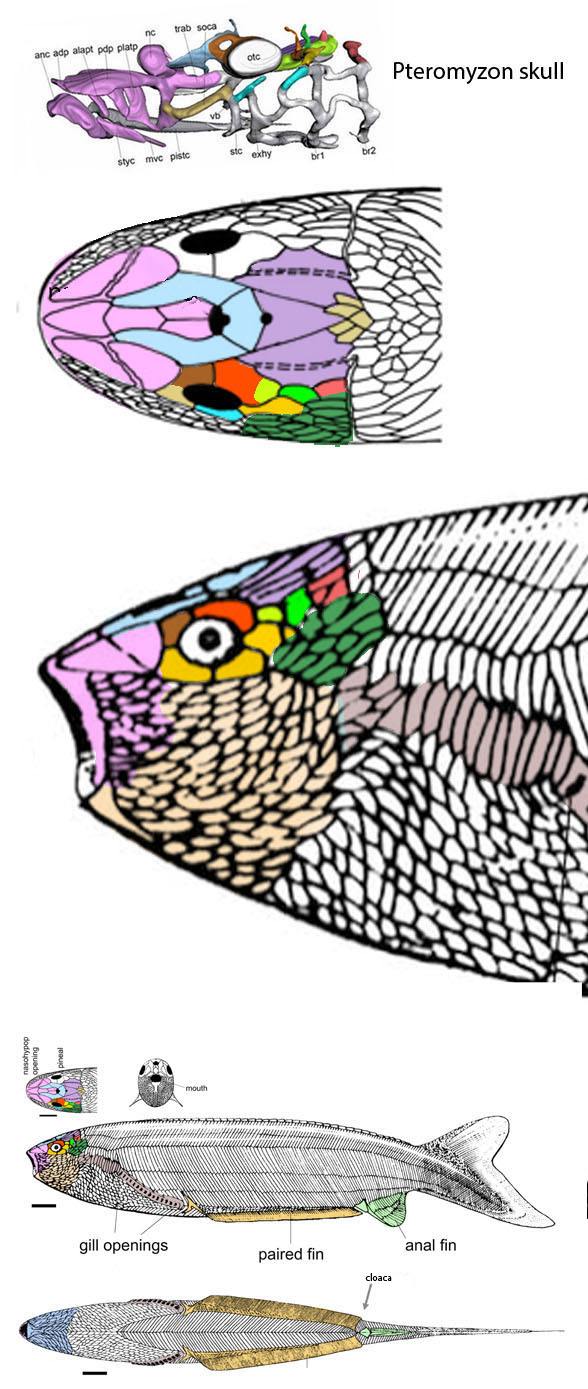 phayngoepis compared to pteromyzon