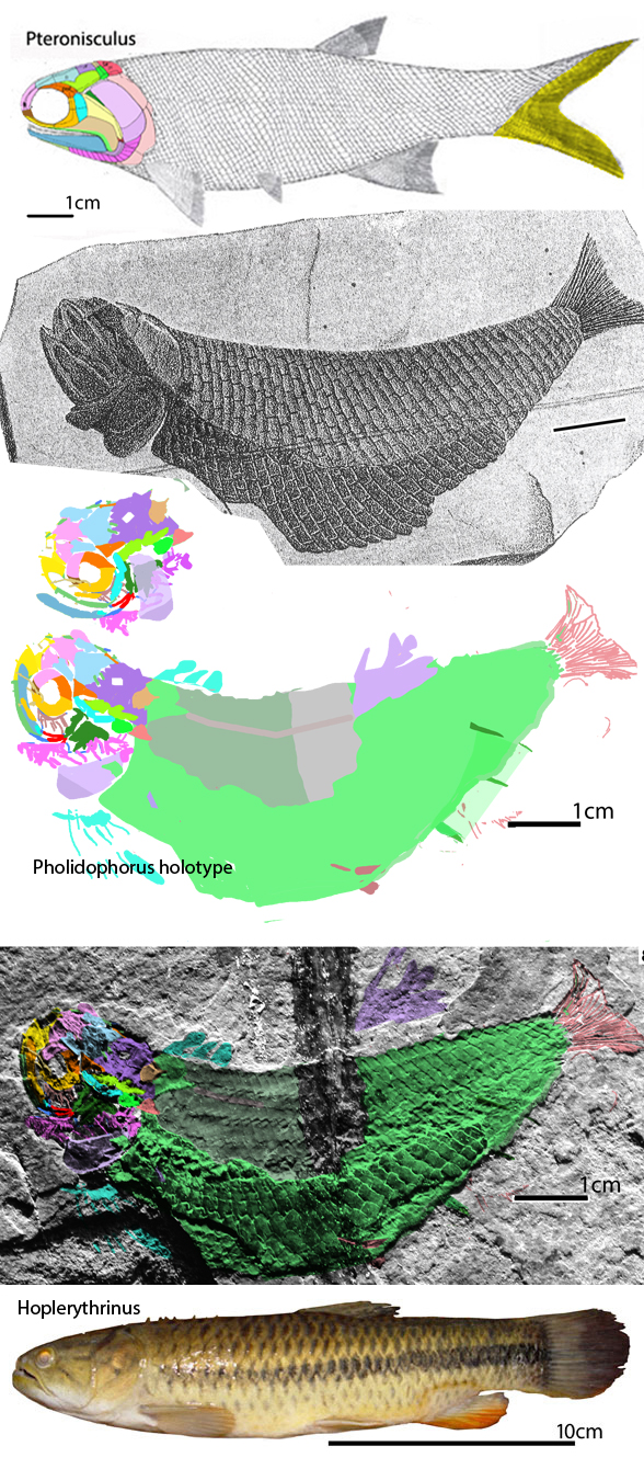 Pholidophorus and Hoplerythrinus