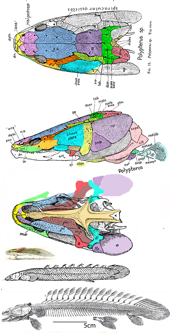 Polypterus